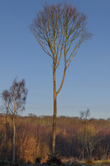 Fototapeta premium A lone tall tree caught in early morning winter sunshine.