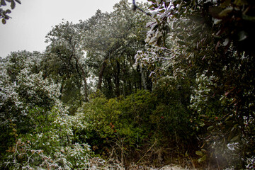 Snow. Snow in the forest. Trees full of white snow. Ice on the green trees. Forest trees. Snowy area. Forest covered in snow. 