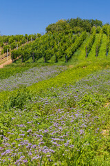 Fototapeta na wymiar Landscape with vineyards, Slovacko, Southern Moravia, Czech Republic