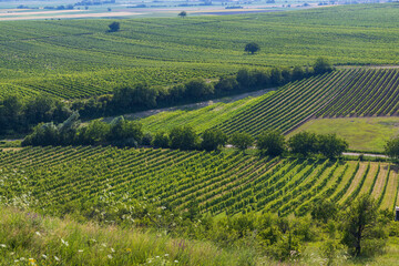 Vineyard near Velke Bilovice, Southern Moravia, Czech Republic