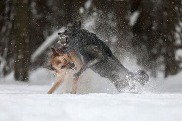 dog playing in snow