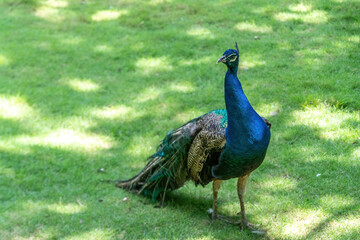 Obraz premium A peacock is walking outside