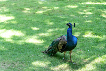 Fototapeta premium A peacock is walking outside