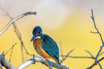 Close up image of Male common Kingfisher (Alcedo atthis) perching on a tree branch.