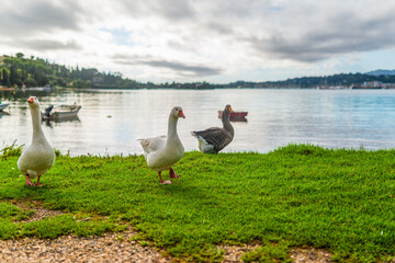 Fototapeta premium Gooses grazing on bank green meadow by lake with boats