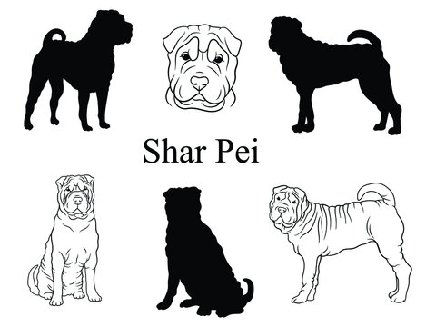 Set of Shar Pei. Collection of purebred short-haired dogs. Animal logo. Vector illustration of a Shar Pei dog. 