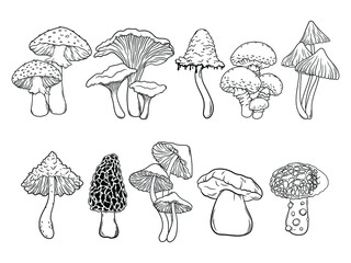 Set of different mushrooms. Collection of stylized edible or psychedelic mushrooms. Vector illustration on white background. Linear Art. Tattoo.