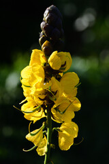 Close-up of the yellow flower of a winged senna (Senna didymobotrya) blooming against a green and...