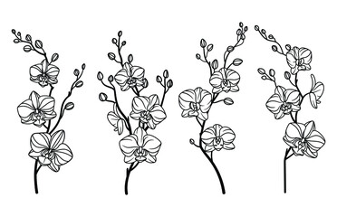 Set of orchid flower. Collection of branches of blooming orchid. Botany. Spring wildflower. Vector illustration of tropic flower isolated on white background. © panaceaart