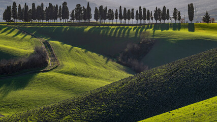 Typical Tuscan hilly landscape in the vicinity of Lajatico, Pisa, Italy, photographed against the light
