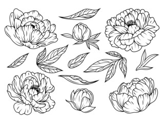 Set of beautiful peony. Collection of peony flower buds and leaves. Botany. Design for a t-shirt. Wedding flower. Vector illustration of floral decoration for print.