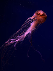 red jellyfish with long tentacles in an aquarium in a romantic atmosphere, jellyfish museum in kiev