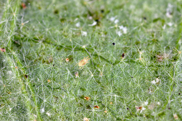 Two-spotted Spider mite Tetranychus urticae on the underside of the leaf. It is a dangerous pest of...