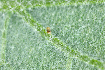 Two-spotted Spider mite Tetranychus urticae on the underside of the leaf. It is a dangerous pest of...