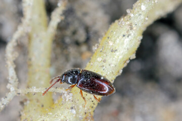 Pygmy mangold beetle - Atomaria linearis on the root of sugar beets. It is a dangerous pest of beets shortly after sowing.