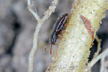 Pygmy mangold beetle - Atomaria linearis on the root of sugar beets. It is a dangerous pest of beets shortly after sowing.