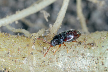 Pygmy mangold beetle - Atomaria linearis on the root of sugar beets. It is a dangerous pest of beets shortly after sowing.