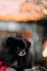 black Pomeranian on the background of a Christmas tree shining with lights. funny cute dog in the arms of a person