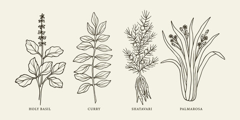 Hand drawn holy basil, curry, shatavari, palmarosa