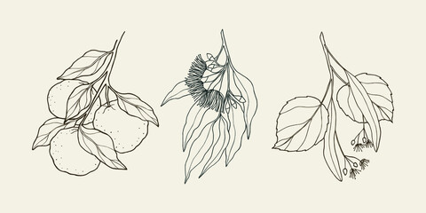 Set of sketch yuzu, eucalyptus, linden. Medicinal, essential oil plants