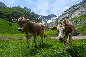 Fototapeta na wymiar Two cows look curious in the Swiss alps