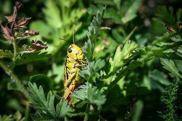 Light green grass hopper sitting in the grass