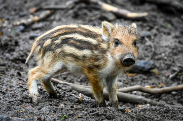 Cute boar piglet wallows in the mud in the forest