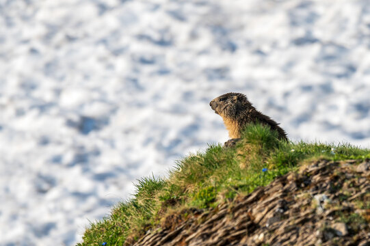 Marmot is enjoying the morning sun in the Swiss mountains