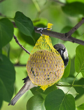 Small tit hanging on a bird fat ball