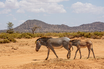 Grevy Zebras 