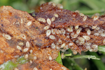 Magnification of tiny mites from Acaridae family.