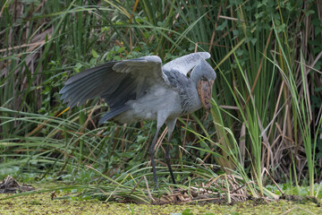 African Balaeniceps (Balaeniceps rex) is a large African bird from the order of the rocks, known especially because of its conspicuously shaped beak.