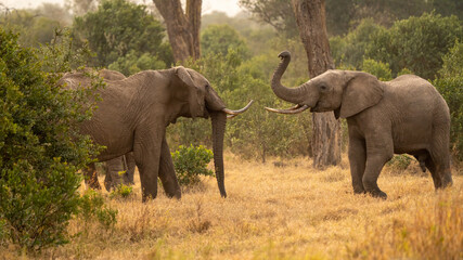 Obraz premium Clsoe up of African Bush Elephants walking on the road in wildlife reserve. Maasai Mara, Kenya, Africa. (Loxodonta africana)