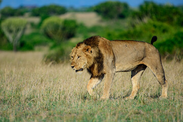 Beautiful Lion Caesar in the golden grass of Masai Mara, Kenya