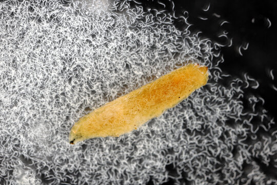Body of cabbage larvae filled with parasitic entomopathogenic nematodes -Steinernema sp. The nematodes also floated into the water where the larvae are.
