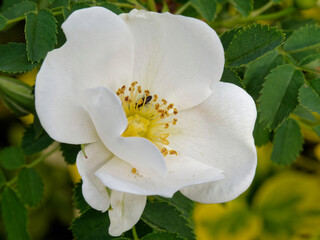 Obraz premium Bibernell-Rose in der Blüte