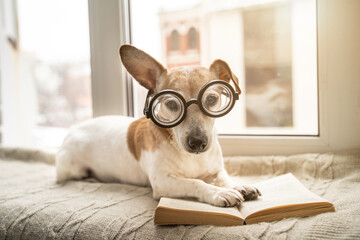 Adorable small dog in glasses reading book lying on windowsill in cozy house atmosphere. Winter...