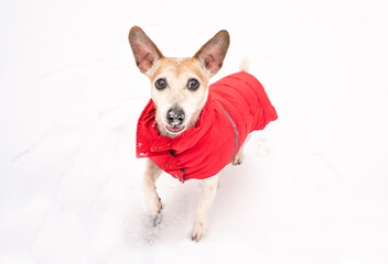 Dog playing outside winter snowy time. Red coat warm pet clothes. Dog jumping big ears funny fly apart. Active happy time outside enjoying winter activities. Red pet sport winter clothes