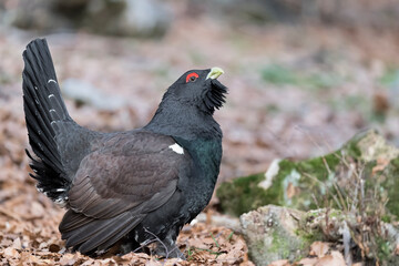 The largest bird of all extant grouse species, fine art portrait of Capercaillie (Tetrao urogallus)