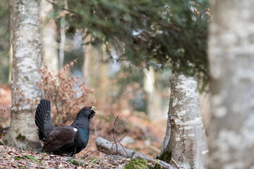 The king of coniferous forest, fine art portrait of Capercaillie male in the coniferous forest (Tetrao urogallus)