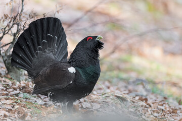 A majestic bird of grouse family, the Capercaillie at sunrise (Tetrao urogallus)