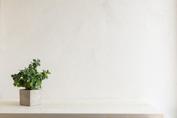 Plant in cement pot.