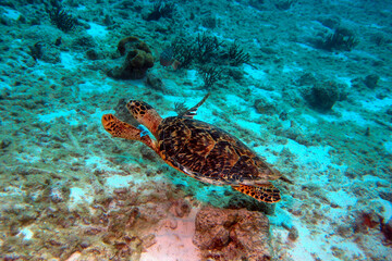 Obraz na płótnie Canvas Turtle swimming over the tropical Bonaire reef