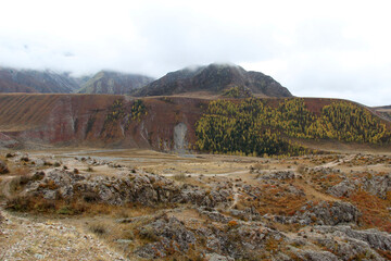 Lichen on rocky soil. Landscape with a view of the Altai Mountains. Autumn landscape in Russia.