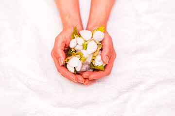 綿花　綿　収穫　【 コットン の イメージ 】
