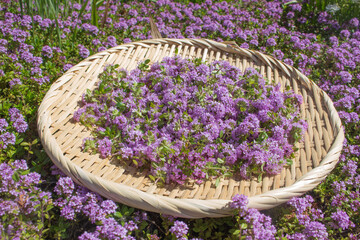 クリーピングタイム