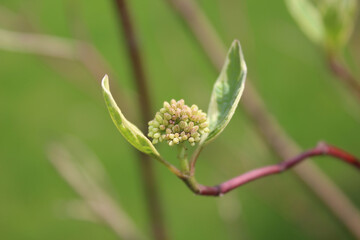 Young shrub shoot in spring. Soft focus.