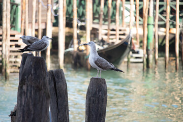Seagulls in Venice
