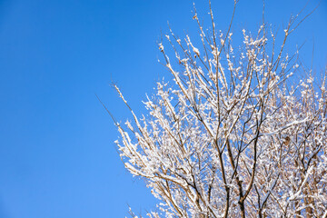 雪が降り積もった木と綺麗な青空