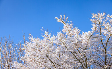 雪が降り積もった木と綺麗な青空